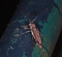 Batocera rubus