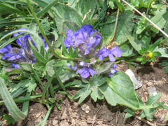 Ajuga tenorei