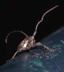 Batocera rubus