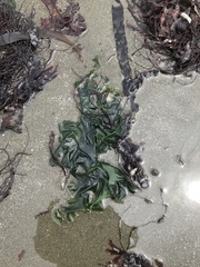 Ulvaceae