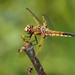 Four-spotted Skimmer - Photo (c) Susan Elliott, some rights reserved (CC BY-NC), uploaded by Susan Elliott