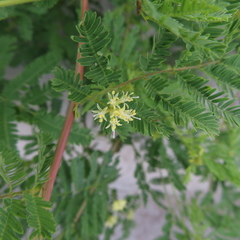 Desmanthus leptolobus