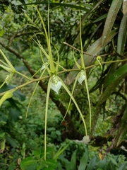 Brassia verrucosa