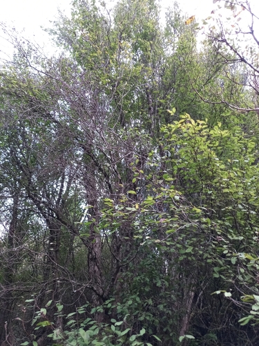 Image of Olearia hectorii by no rights reserved