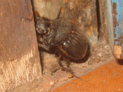 Dichotomius cotopaxi