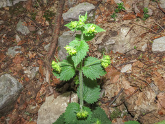 Scrophularia vernalis