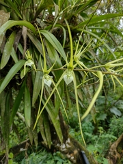 Brassia verrucosa