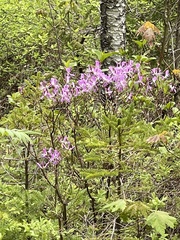 Rhododendron canadense