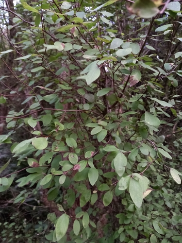 Image of Olearia hectorii by no rights reserved