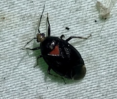 Deraeocoris sayi