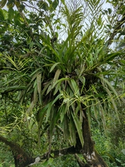 Brassia verrucosa