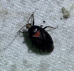 Deraeocoris sayi