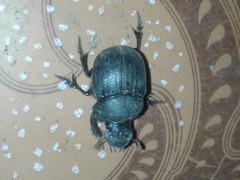 Dichotomius cotopaxi