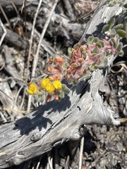 Acmispon heermannii orbicularis