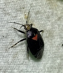 Deraeocoris sayi