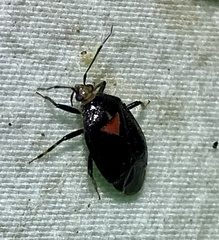Deraeocoris sayi