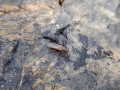 Coelopa