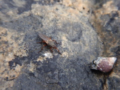 Coelopa
