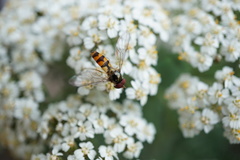 Meliscaeva cinctella