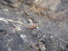 Coelopa