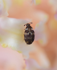 Anthrenus fuscus
