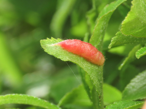 Putoniella pruni