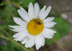 Parasyrphus punctulatus