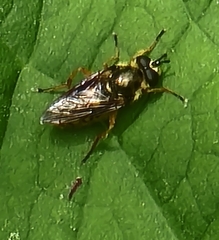 Somula decora