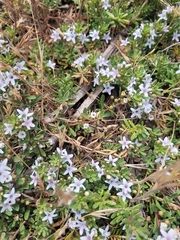 Myoporum parvifolium