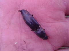 Conoderus semimarginatus