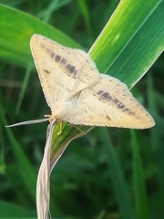 Isturgia arenacearia