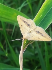 Isturgia arenacearia