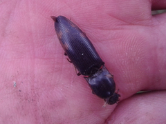 Conoderus semimarginatus