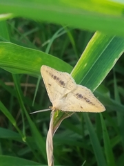 Isturgia arenacearia