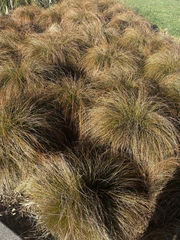 Schoenus pauciflorus