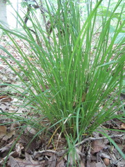 Carex jamesii