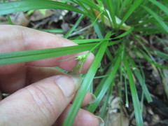 Carex jamesii