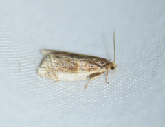 Clepsis melaleucanus