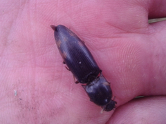 Conoderus semimarginatus