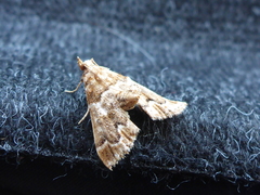 Lepidogma tamaricalis