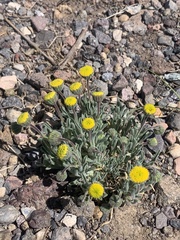 Erigeron aphanactis congestus