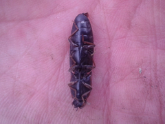 Conoderus semimarginatus