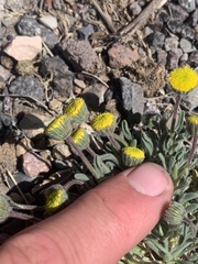 Erigeron aphanactis congestus