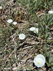 Convolvulus arvensis