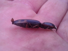 Conoderus semimarginatus