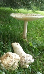 Amanita russuloides