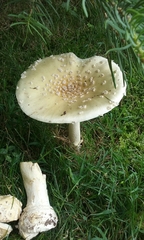 Amanita russuloides