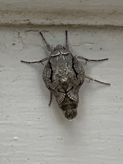 Semioscopis packardella