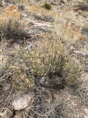 Chrysothamnus greenei