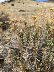 Chrysothamnus greenei